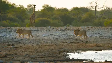 Namibia, Botswana I Nad Zambezi, Z Noclegami W Lodżach
