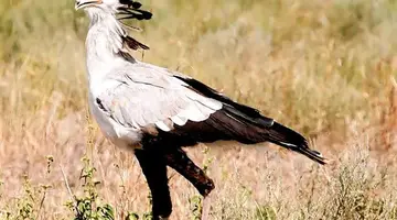 Namibia, Botswana I Nad Zambezi, Z Noclegami W Lodżach