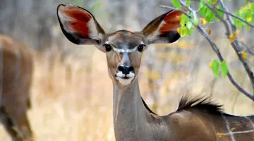 Namibia, Botswana I Nad Zambezi, Z Noclegami W Lodżach