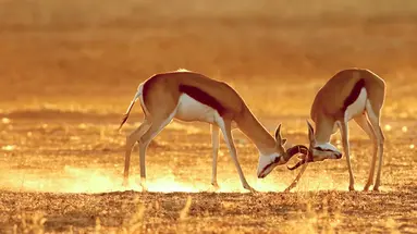 Namibia, Botswana I Nad Zambezi, Z Noclegami W Lodżach