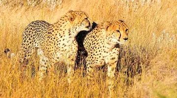 Namibia, Botswana I Nad Zambezi, Z Noclegami W Lodżach
