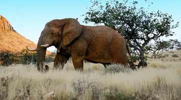 Namibia, Botswana I Nad Zambezi, Z Noclegami W Lodżach