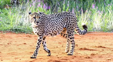 Namibia, Botswana I Nad Zambezi