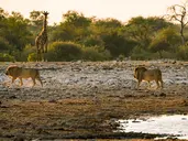 Namibia, Botswana I Nad Zambezi