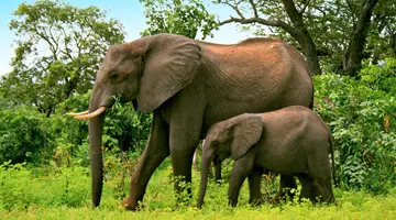 Namibia, Botswana I Nad Zambezi