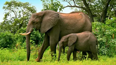 Namibia, Botswana I Nad Zambezi