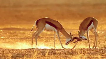 Namibia, Botswana I Nad Zambezi