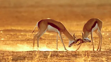 Namibia, Botswana I Nad Zambezi