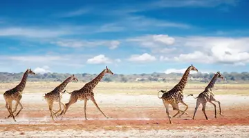 Namibia- Pomarańczowe Wydmy