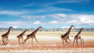 Namibia- Pomarańczowe Wydmy