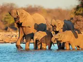 Namibia- Pomarańczowe Wydmy