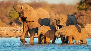 Namibia- Pomarańczowe Wydmy