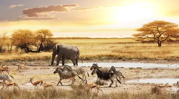 Namibia- Pomarańczowe Wydmy