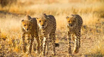 Namibia- Pomarańczowe Wydmy