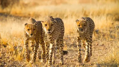 Namibia- Pomarańczowe Wydmy