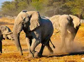 Namibia- Pomarańczowe Wydmy