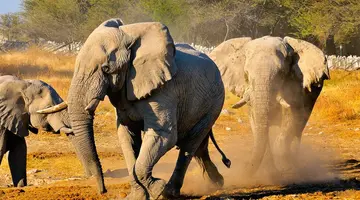 Namibia- Pomarańczowe Wydmy