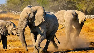 Namibia- Pomarańczowe Wydmy