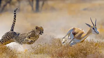 Namibia- Pomarańczowe Wydmy