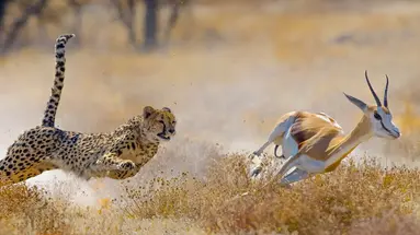 Namibia- Pomarańczowe Wydmy