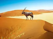 Namibia- Pomarańczowe Wydmy