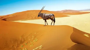 Namibia- Pomarańczowe Wydmy