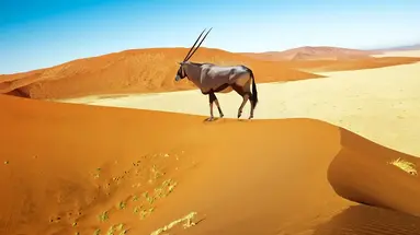 Namibia- Pomarańczowe Wydmy