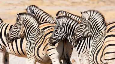 Namibia- Pomarańczowe Wydmy