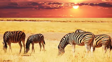 Namibia- Pomarańczowe Wydmy