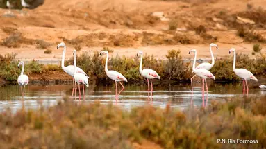 Natura Algarve I Zabytki Andaluzji
