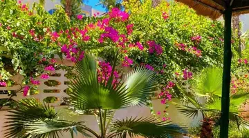 Nesrine Hammamet
