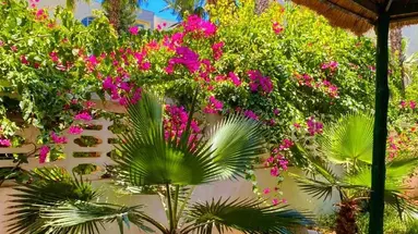 Nesrine Hammamet