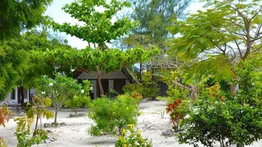 NEW JAMBO BUNGALOWS