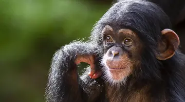 Nieodkryty diament Afryki