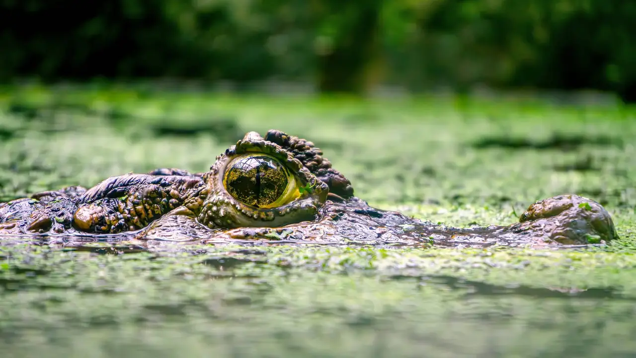 Nieokiełznana przyroda - Manaus, Iguacu