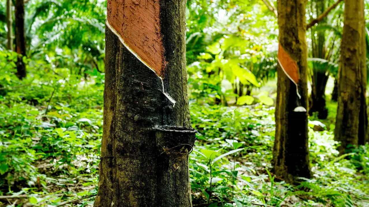 Nieokiełznana przyroda - Manaus, Iguacu