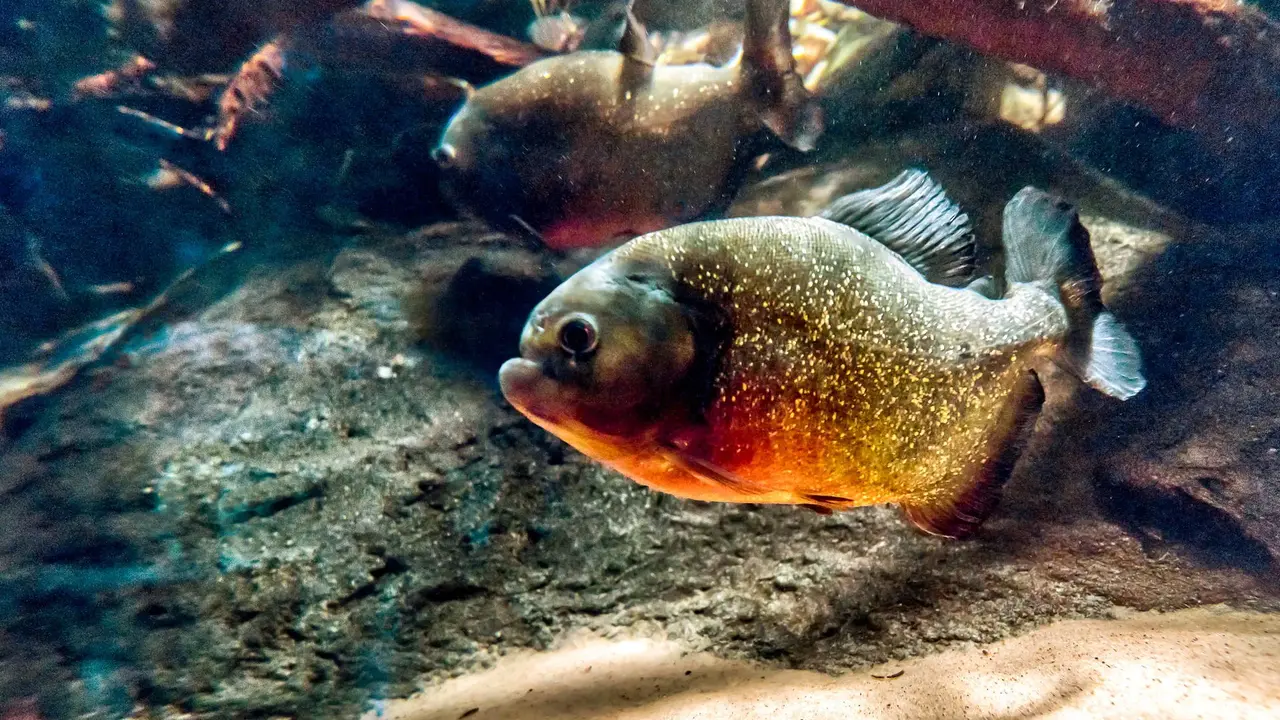 Nieokiełznana przyroda - Manaus, Iguacu