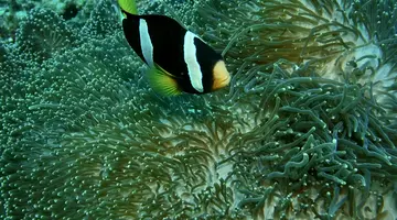 NIKA ISLAND RESORT & SPA