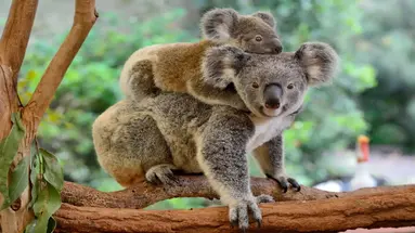 Nowa Zelandia, Australia - Po drugiej stronie Ziemi 2025