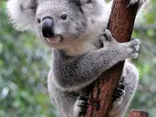 Nowa Zelandia i Australia - 21 dni