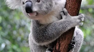 Nowa Zelandia i Australia - 21 dni