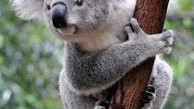 Nowa Zelandia i Australia - 21 dni
