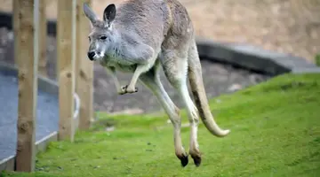 Nowa Zelandia i Australia - 21 dni