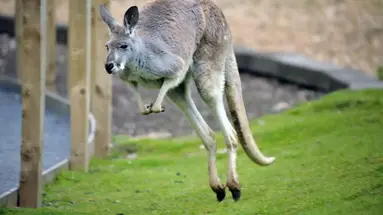 Nowa Zelandia i Australia - 21 dni