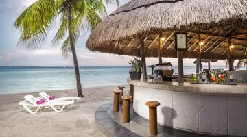 Oasis Palm