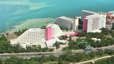 Oasis Palm
