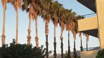 Oasis
