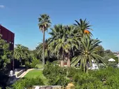 Oasis