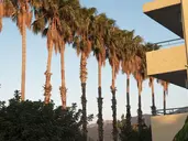 Oasis