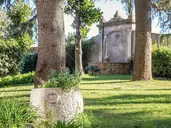 Occidental Aurelia